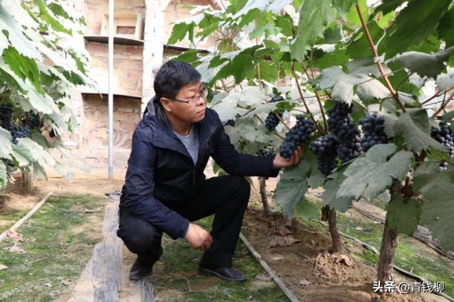 基金项目：新疆日光温室夏黑葡萄一年两熟简化栽培技术