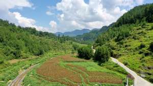 高粱种植市场前景(沿河：订单高粱喜丰收 机械收割采收忙)