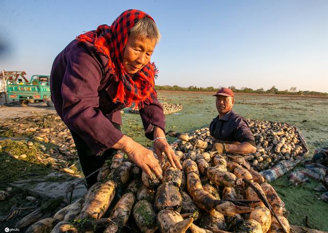 江苏海安：浅水藕助农脱贫增收 一片繁忙景象