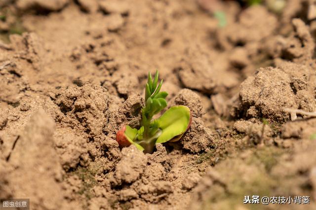 春花生种植做到这7点，发芽出苗快、烂种死棵少，还能有高产