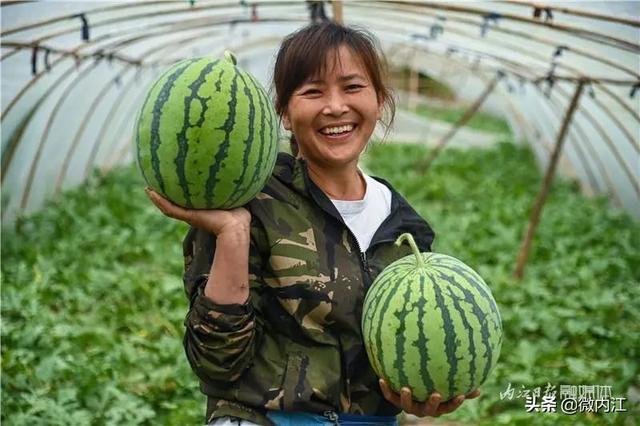 一斤2块5，内江这里的“夏日标配”熟了，快来采摘——