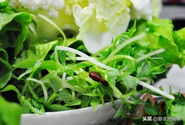 芽苗菜成冬季栽培首选：亩产值可达10万，7天即可出一茬！