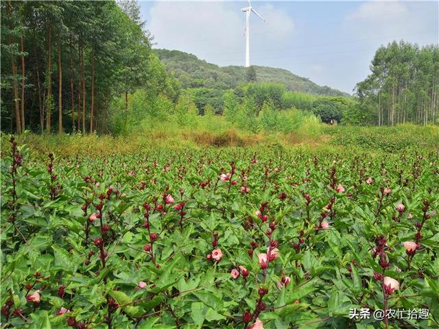 20年前种满山，价格低到懒得摘，如今一斤13元，不敢种了