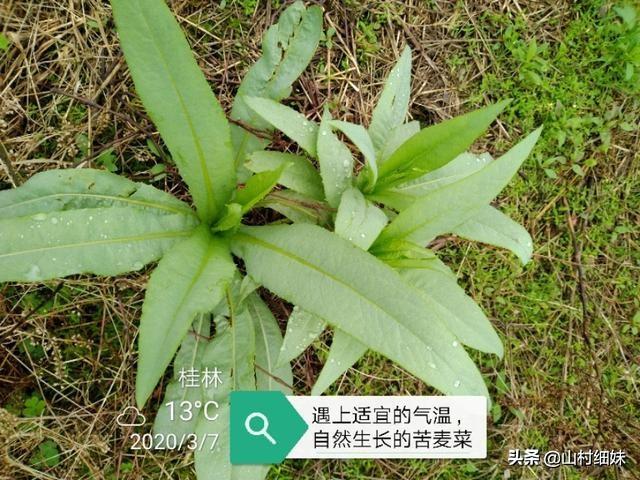 介绍2种无需留种育秧的懒人菜，适合农家小菜园种植，赶紧收藏了