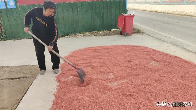 今年小麦播种前，要做两件事，谁不做谁吃亏