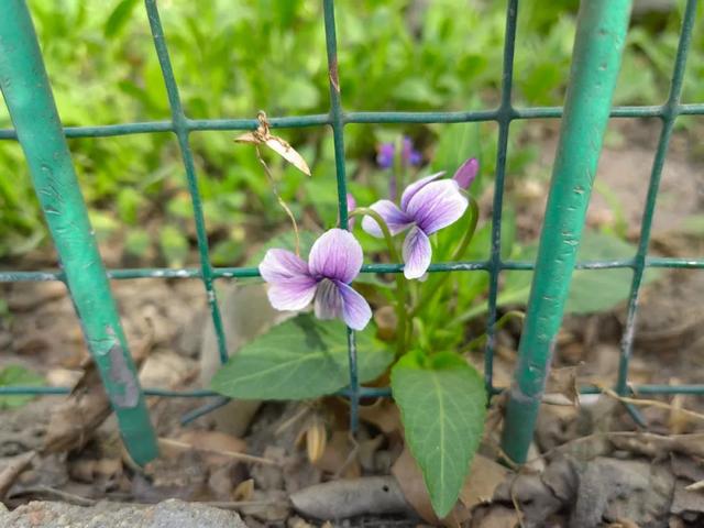 早开堇菜丨跟「紫花地丁」很像的野菜，药食同源，认识吧？