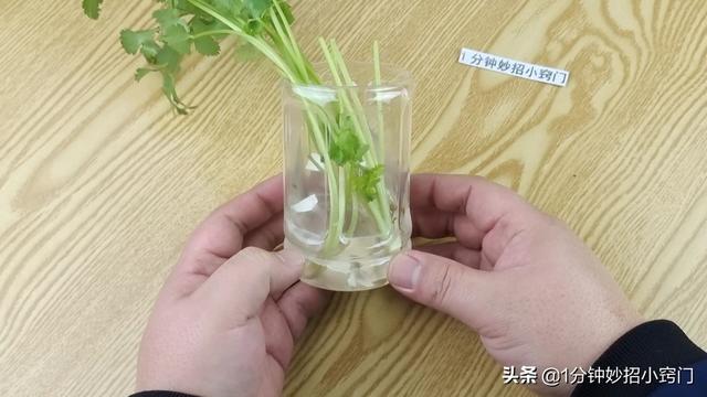 把香菜放进塑料瓶里，真是厉害了，多亏卖菜阿姨教我方法，涨知识