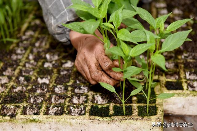 4月要到了，种植蔬菜多了，南、北方具体可以种植什么蔬菜