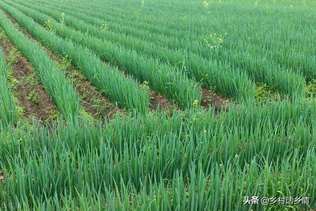 种植越冬菠菜、大蒜、小葱，永远记住这几点，否则出苗难还减产