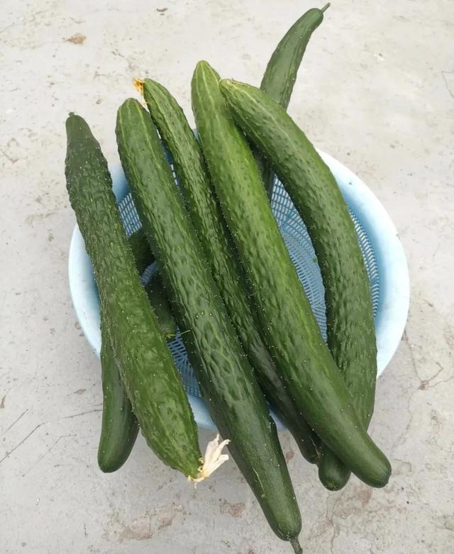 楼顶菜园（九月），又到桂花飘香时