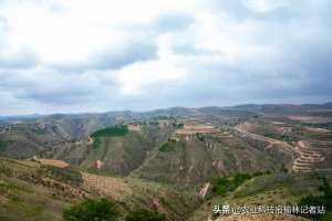 黑枸杞陕西可种植吗(定边县张崾先镇铁角城村：吃上“生态饭”奔向致富路)