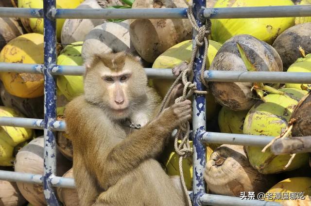 你买到的泰国椰子，有可能是猴子帮你摘的