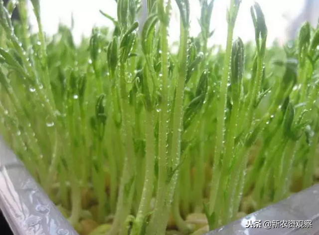 芽苗菜成冬季栽培首选：亩产值可达10万，7天即可出一茬！