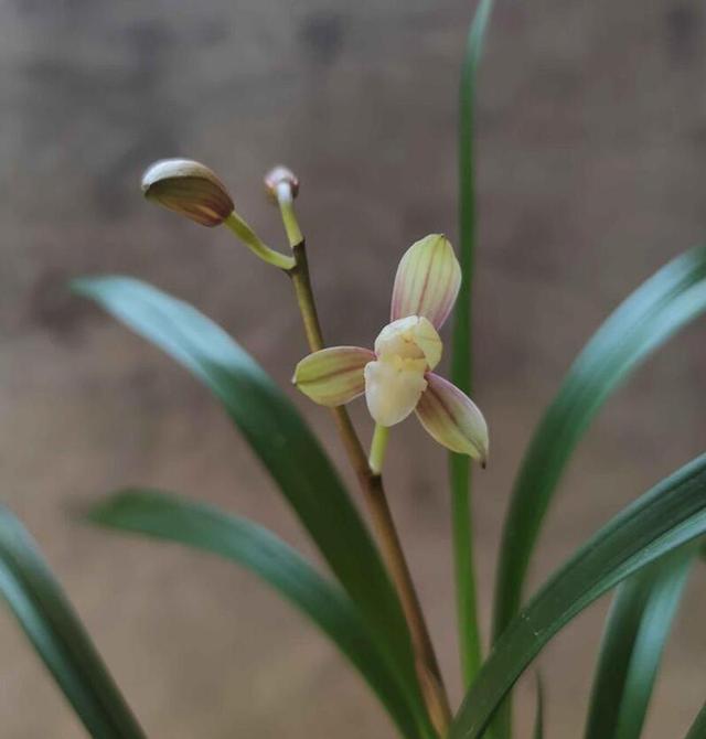 快速服盆兰花的技巧，选择能滋养兰菌的原土植料