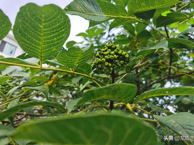 有一种“怪味”植物，有人说臭有人说辣，每亩利润高达到50000元