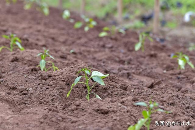 种植辣椒不走弯路，记住8个“不”，辣椒结满枝头