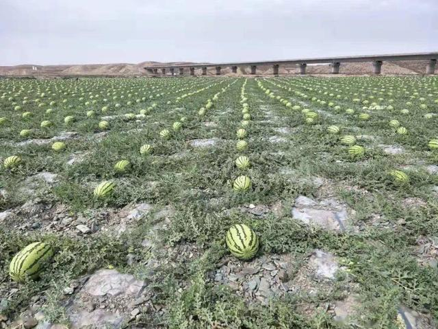 硒砂瓜曾上奥运会餐桌，为何局部开始禁止种植？未来还能吃到吗？