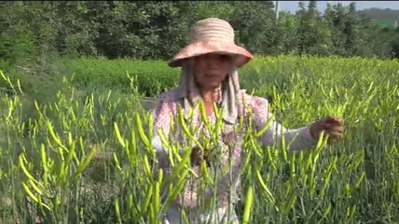 管理粗放、节省劳力、生长旺盛，黄花菜的种植就是这么简单