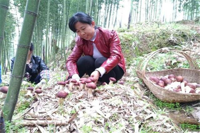 以高原旱作区为例，大球盖菇生态化栽培技术，种植户值得借鉴