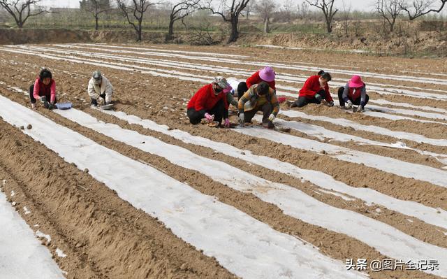 山西襄汾：家庭农场种植中药材500亩，年产值突破200万元