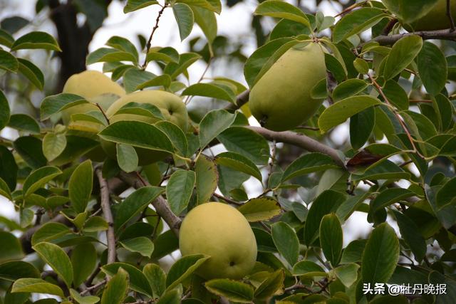 扩大曹州木瓜知名度，带动区域经济发展