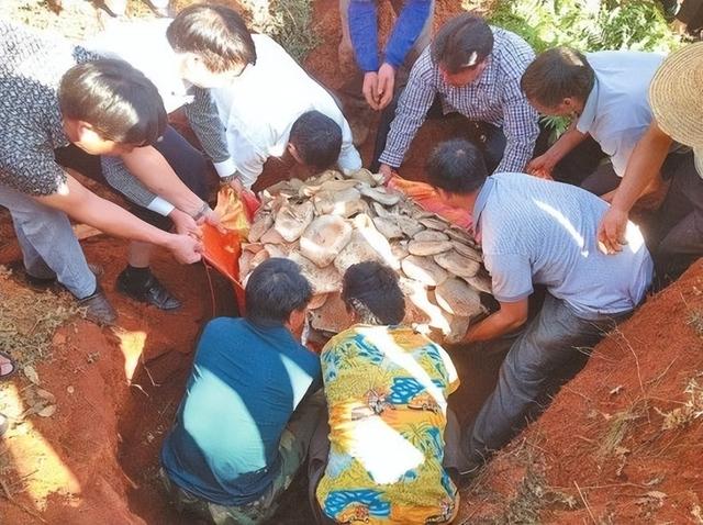 种西瓜却长出一地蘑菇，西瓜还没蘑菇大，惠州女子喜获罕见食用菌