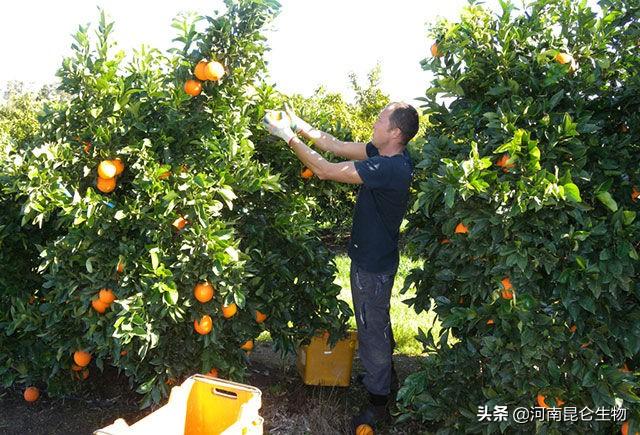 橙子怎么施肥好？橙子一年要施多少肥？橙子增产能用哪些叶面肥？