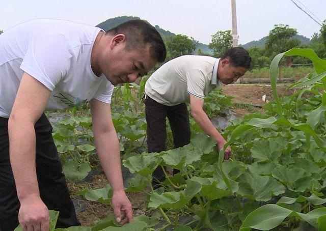 赤壁市两山投资公司：试种新农作 打造新样板