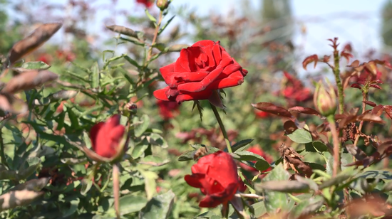 乌鲁木齐市米东区：鲜花种植 催生“美丽经济”