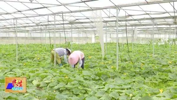 少见多怪？阳东新洲：香芋味的小南瓜长这个样