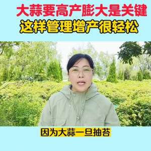 大蒜机械种植视频(大蒜要高产膨大是关键#新农人计划2023)