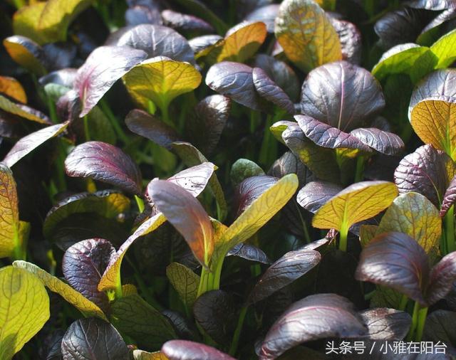 这九种菜现在种阳台刚好，冬天长的绿油油比绿萝还美，好吃极了