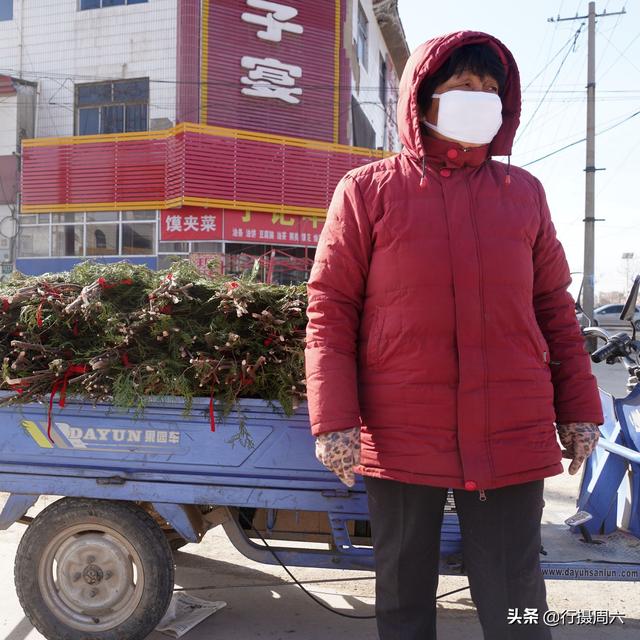 农民大哥种下7亩柏树，弃之不管，10年后成为取之不尽的发财地