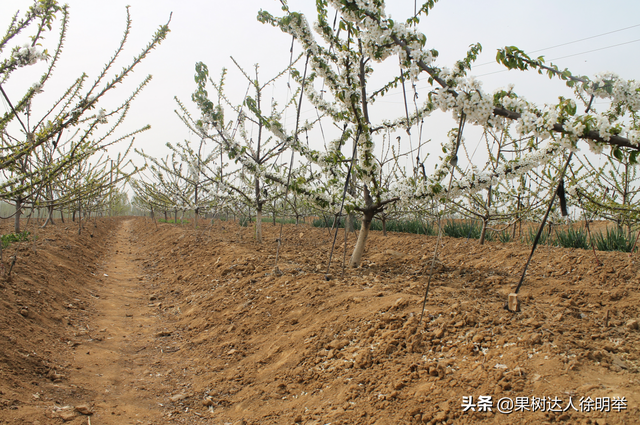 大樱桃栽培管理标准化都有些哪些技术，你学习了解了吗