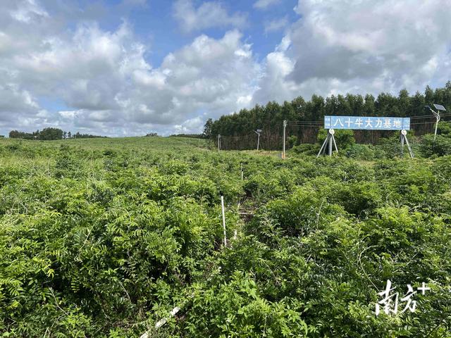 吴川市王村港镇种植牛大力，促进村民增收