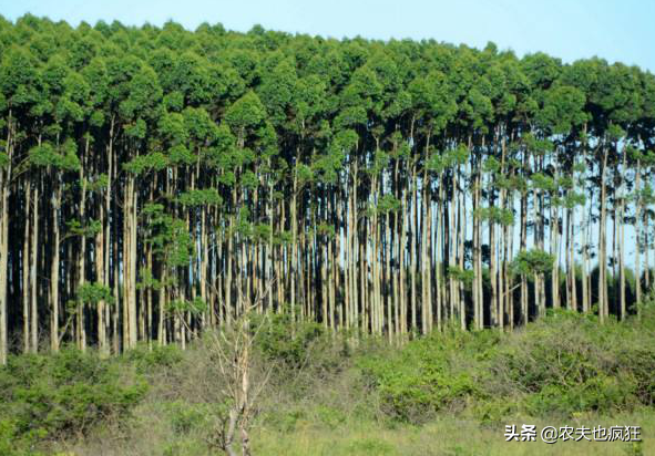 株高100多米，叶中含微量黄金，20年前大量种植，人称“霸王树”