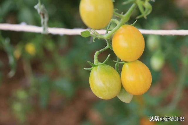 新农知识——圣女樱桃番茄基质栽培技术，以及种植细节解析