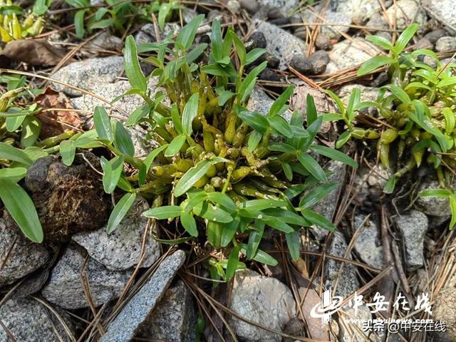 霍山县：林“草”飘香产业兴 绿色康养筑圣地