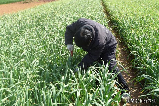 当代农民“拔苗助长”，蒜苔还未成熟就收获，搞种植也需新花样