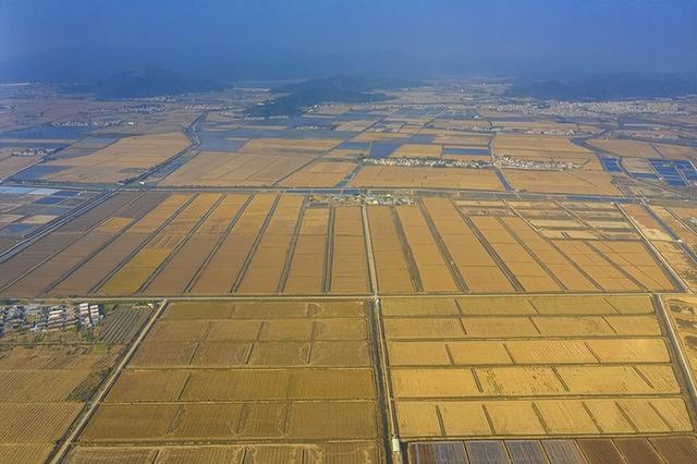 水稻的种植技术和市场前景：理论、实践和政策的探讨