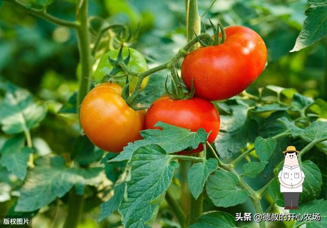 在农村大棚里，种植这四种蔬菜最挣钱，好好管理平均月收入可过万