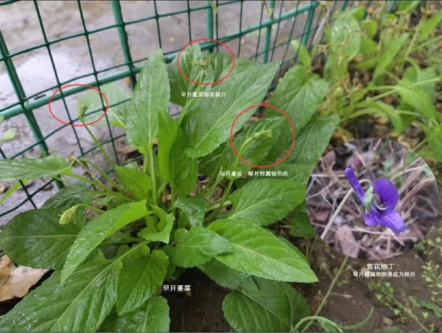 早开堇菜丨跟「紫花地丁」很像的野菜，药食同源，认识吧？