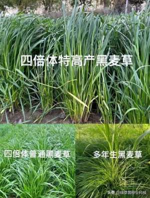 种植草品种(秋播黑麦草品种大全，一年生、多年生都在这里了，了解清楚后再种)