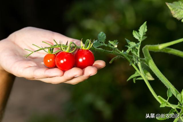 新农知识——圣女樱桃番茄基质栽培技术，以及种植细节解析