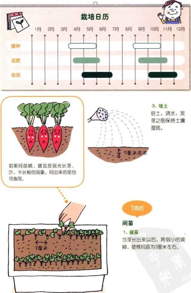 阳台物语——小萝卜种植