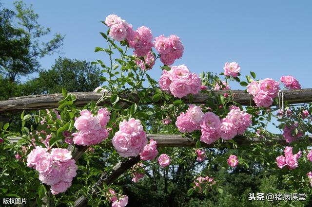 野蔷薇无性繁殖栽培技术