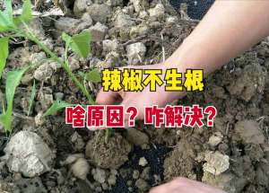 小辣椒种植技术(辣椒栽种20天后根系不发达、长势差，啥原因？如何促进快速生根？)