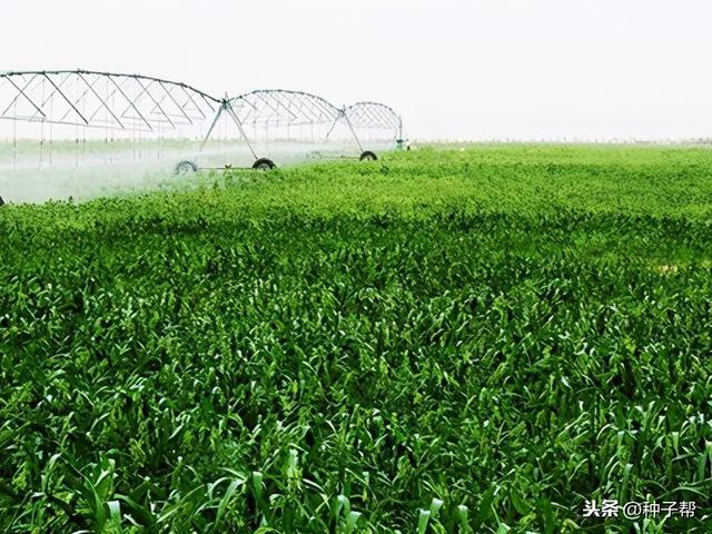 牧草种植后该怎么覆土最合适