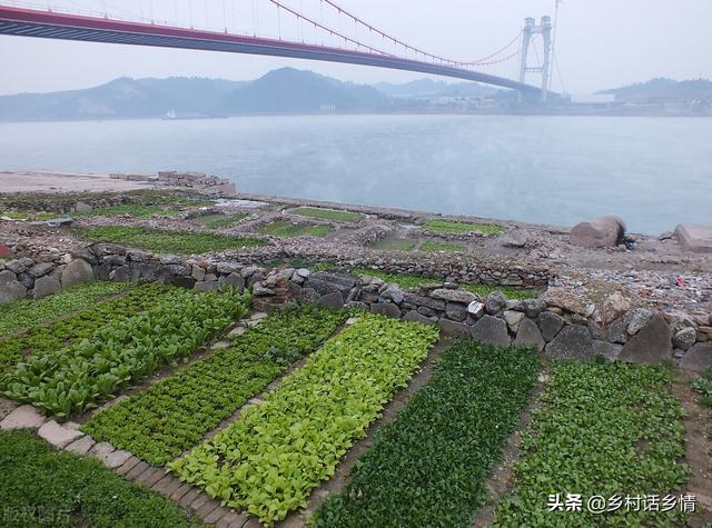 育苗和移栽蔬菜，不用花钱就能让其根壮苗旺，产量节节升高