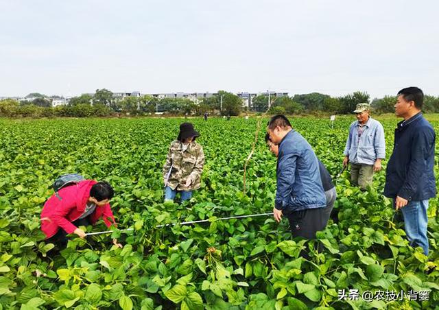 大豆用什么拌种？怎样播种能够整齐出苗？种植多大密度能够高产？